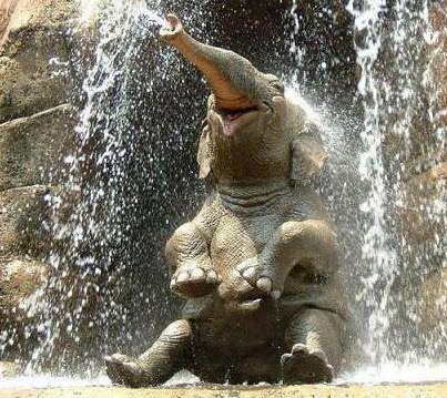 слон сидит под водопадом