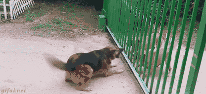 Собаки лают за открывающимся забором