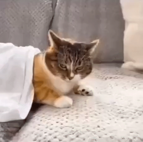 С кота стягивают одеяло