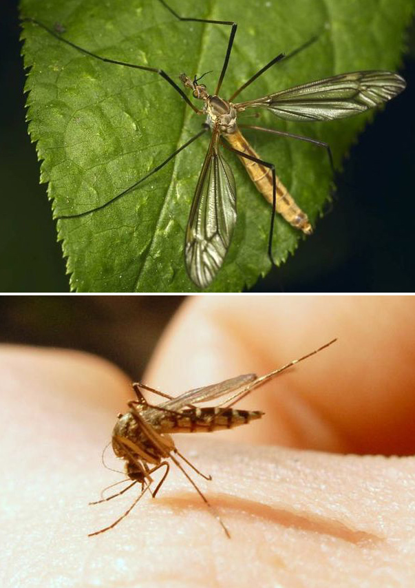 Большой малярийный комар