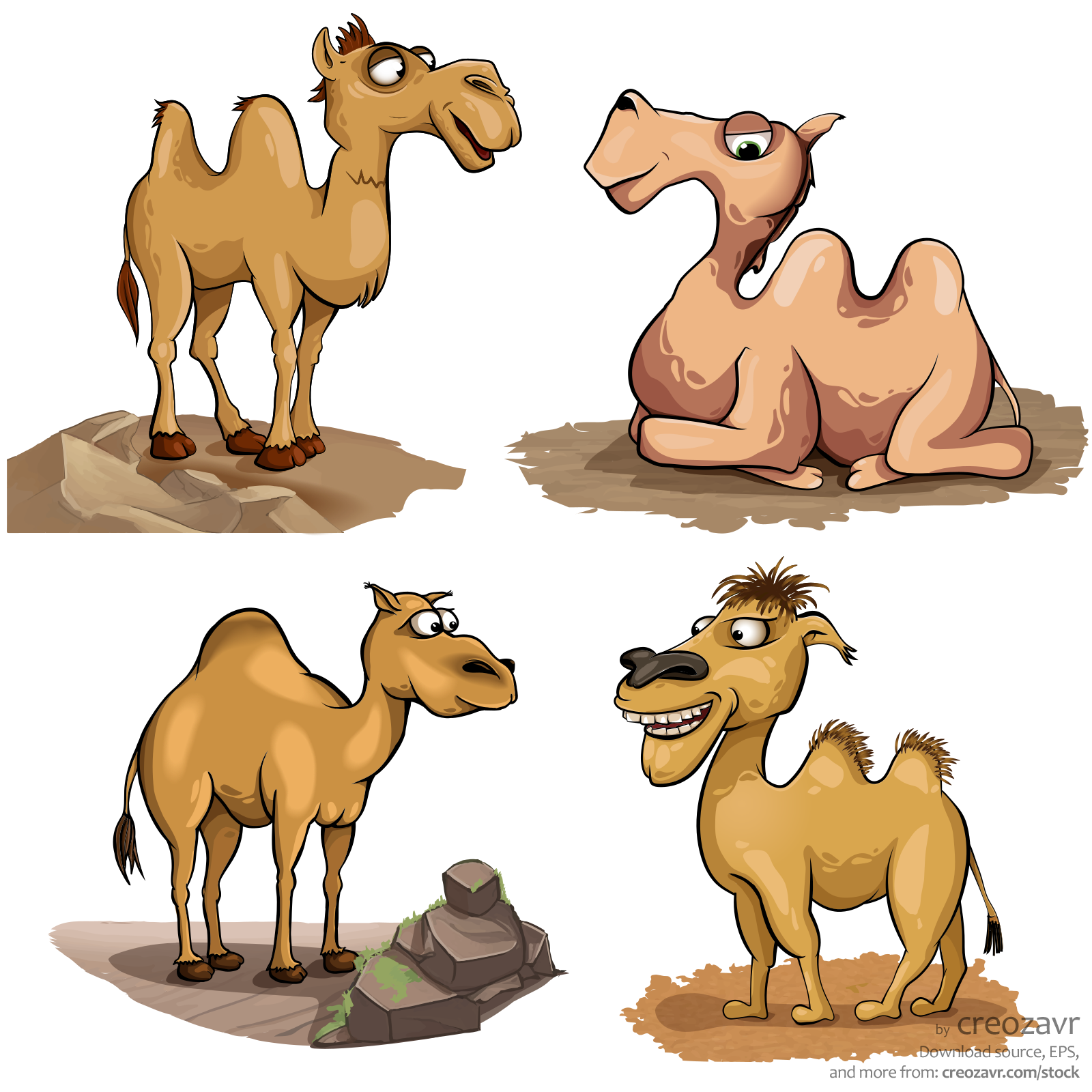 Animal collection: Camels