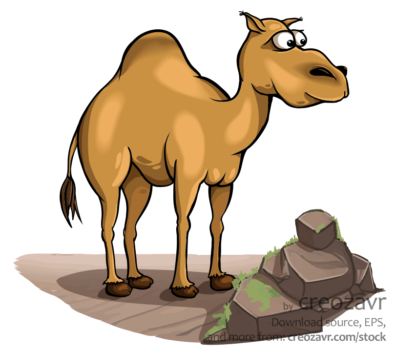 Single-humped domesticated camel