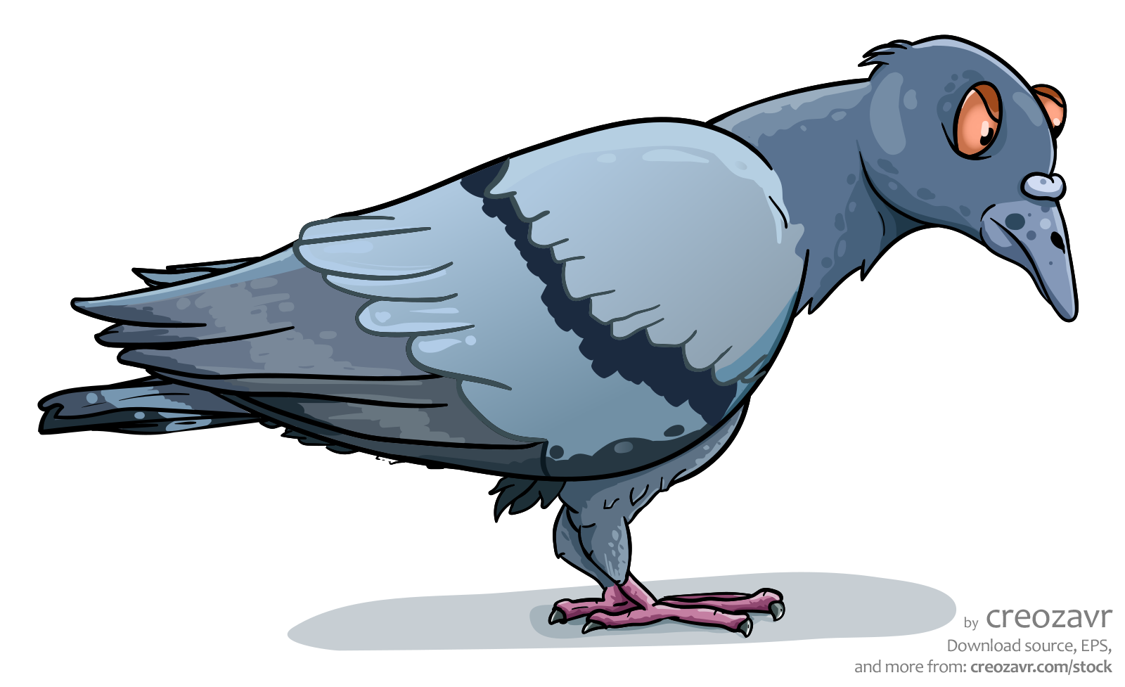 Old pigeon