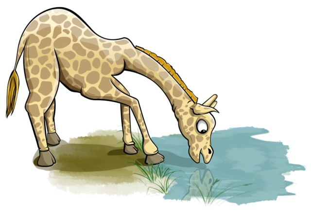Жираф пьёт воду