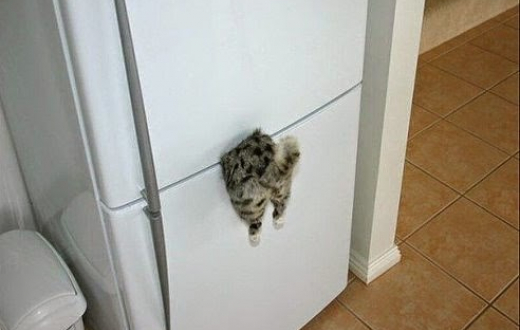 Магнит на холодильник: Котенок