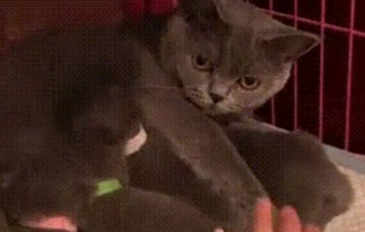 Кошка забирает своего котенка