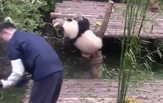 Панда сражается с человеком