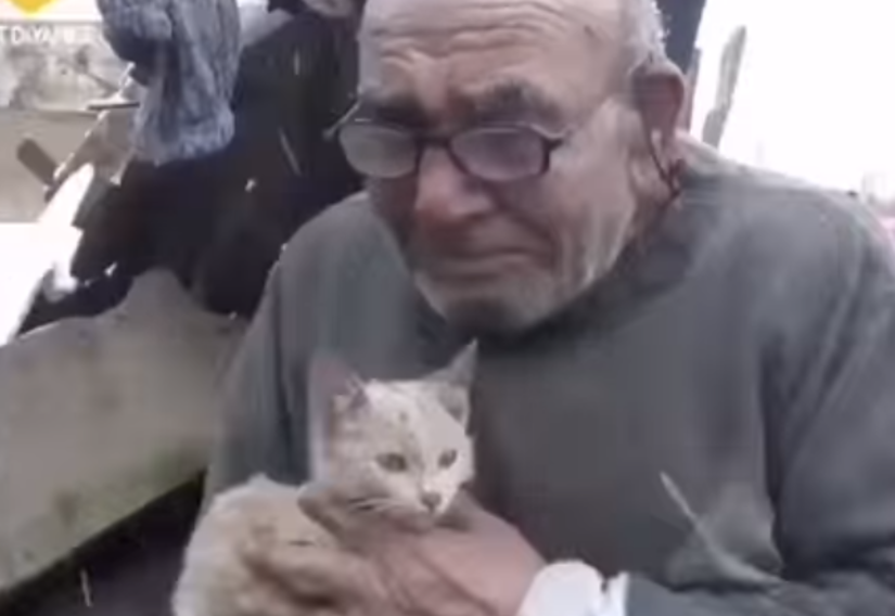 кошка, дед