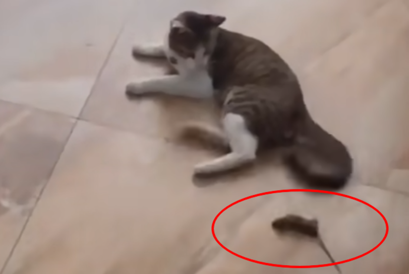 Мышь атакует котов вертухой