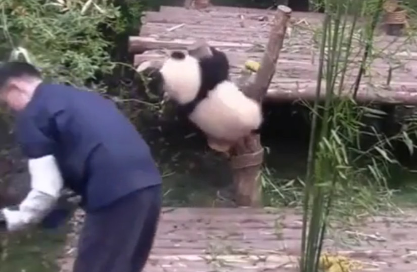 Панда сражается с человеком