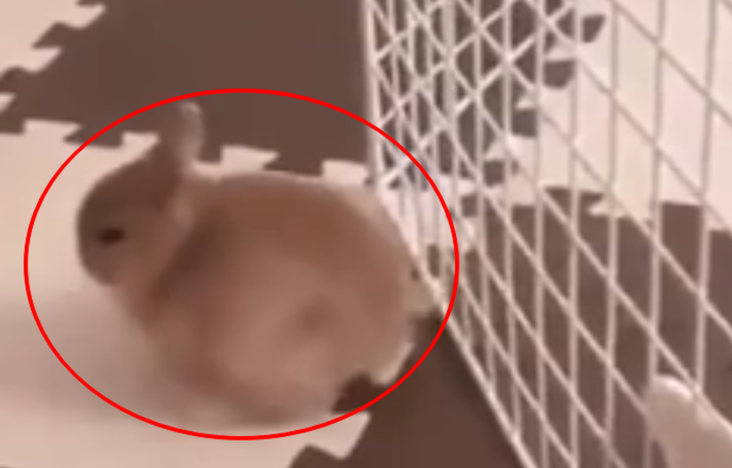 Кролик спасается из клетки