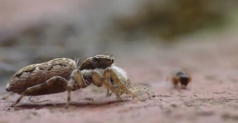 Паук против муравья