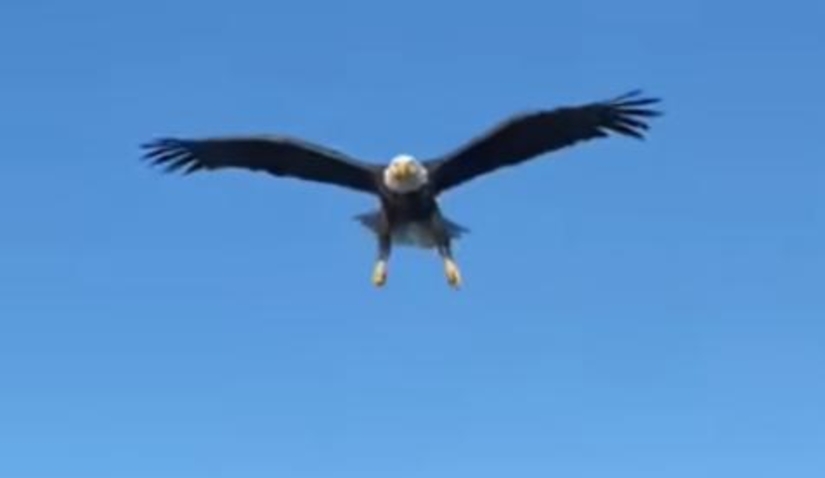 Орел поймал на лету голову рыбы