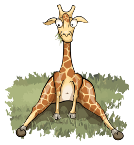 The giraffe sits on grass