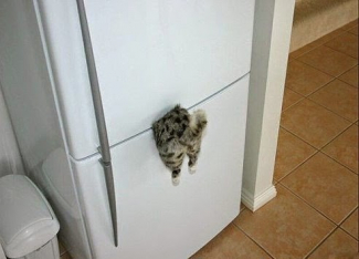 Магнит на холодильник: Котенок