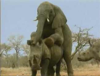 слон, трахать, носорог, видео, лев, прерии