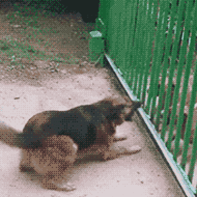 Собаки лают за открывающимся забором