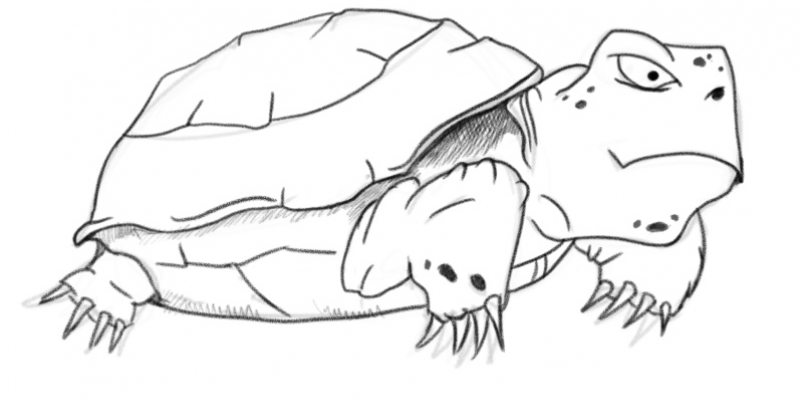 Turtle sketch