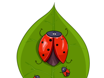Funny ladybugs on leaf